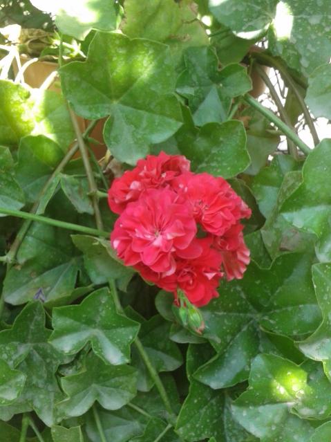 Name:  20160808_115205.jpg
Views: 260
Size:  48.6 KB