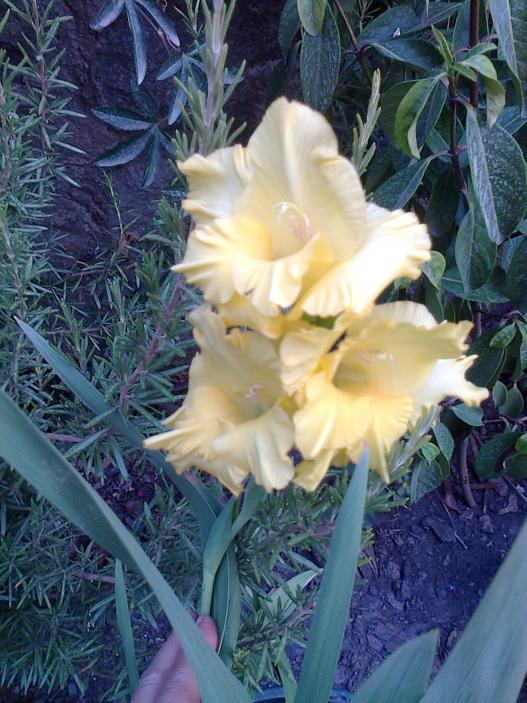Name:  Fotoraf4083.jpg
Views: 255
Size:  74.4 KB