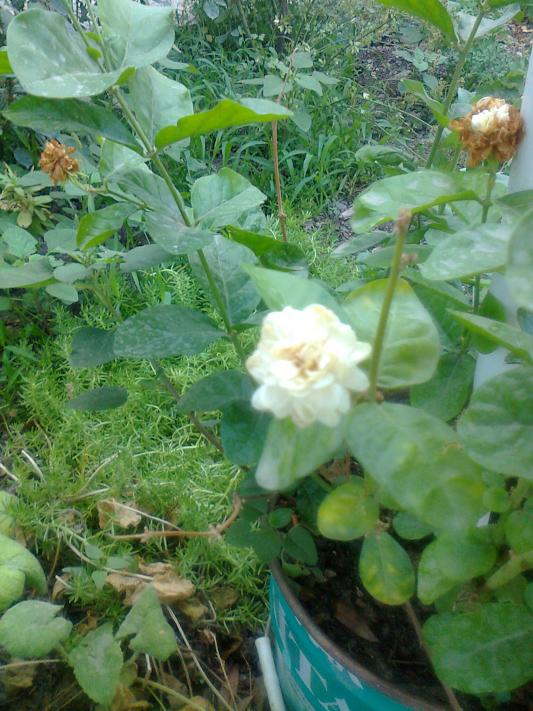 Name:  Fotoraf4087.jpg
Views: 239
Size:  74.6 KB