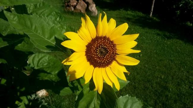 Name:  13879247_10154421786463415_8391573229905382197_n (Small).jpg
Views: 753
Size:  34.3 KB