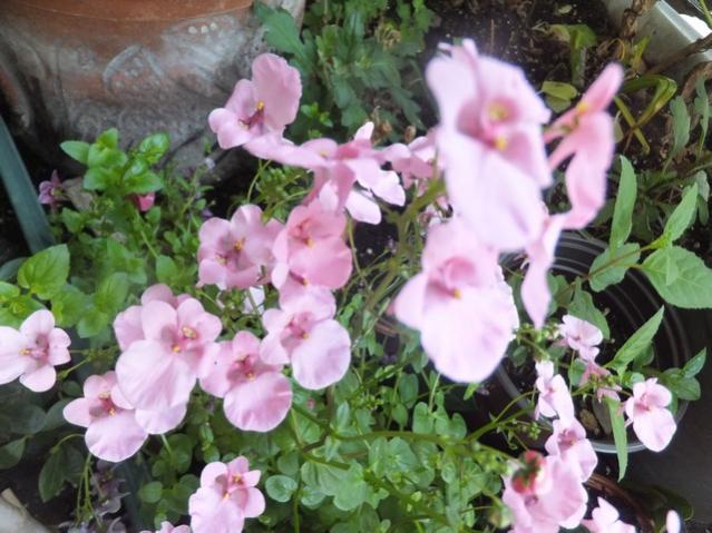 Name:  DSCF8672.jpg
Views: 340
Size:  55.6 KB