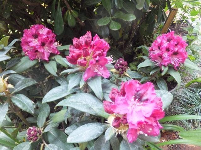 Name:  DSCF8878.jpg
Views: 329
Size:  64.0 KB