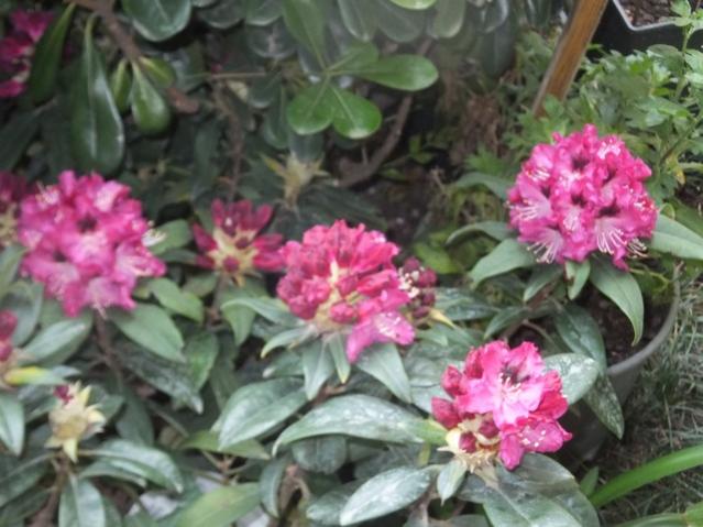 Name:  DSCF8880.jpg
Views: 323
Size:  48.6 KB