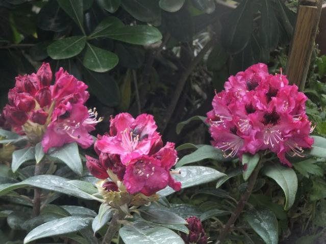 Name:  DSCF8882.jpg
Views: 325
Size:  46.6 KB