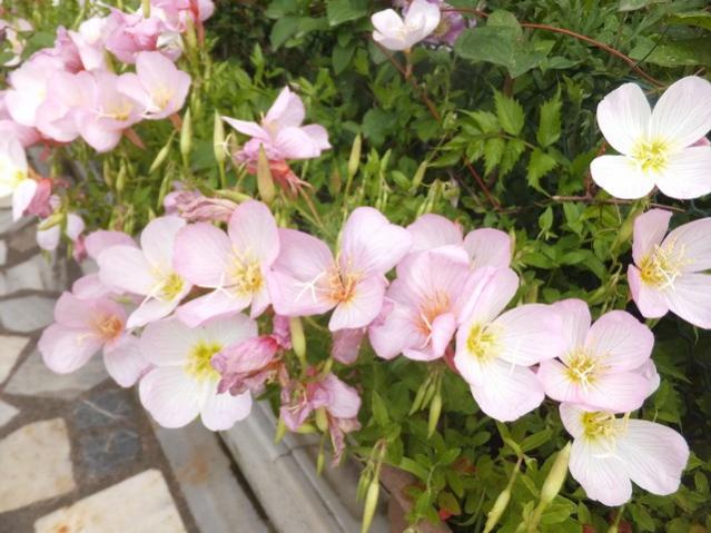 Name:  DSCF8709.jpg
Views: 319
Size:  52.5 KB