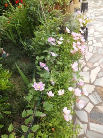 Name:  DSCF8721.jpg
Views: 318
Size:  41.0 KB