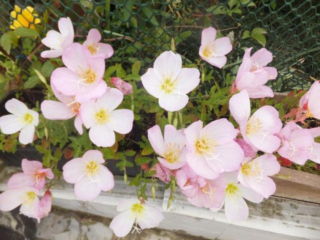 Name:  DSCF8725.jpg
Views: 314
Size:  52.8 KB