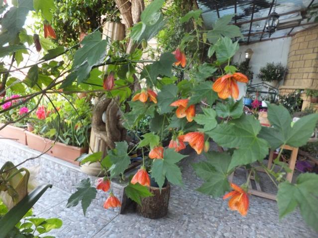 Name:  DSCF8664.jpg
Views: 320
Size:  65.5 KB