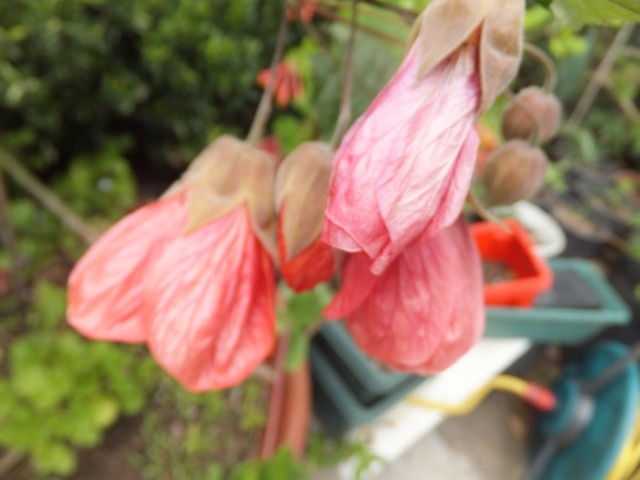 Name:  DSCF8792.jpg
Views: 323
Size:  61.8 KB