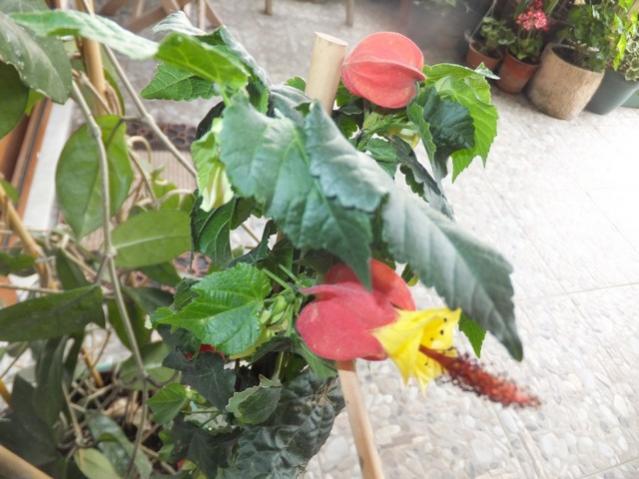 Name:  DSCF8762.jpg
Views: 307
Size:  48.3 KB