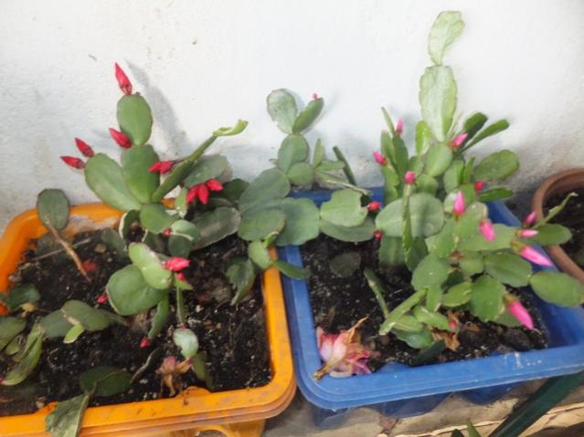 Name:  DSCF8753.jpg
Views: 303
Size:  42.9 KB