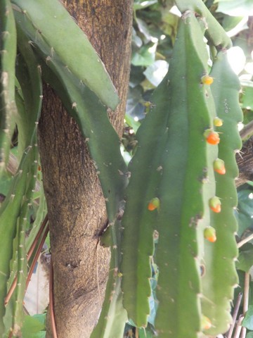 Name:  DSCF8705.jpg
Views: 302
Size:  60.7 KB