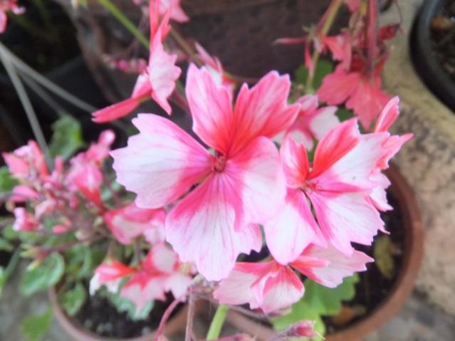 Name:  DSCF8676 - Kopya.jpg
Views: 319
Size:  38.4 KB