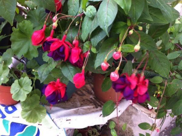 Name:  IMG_4717.jpg
Views: 802
Size:  48.8 KB