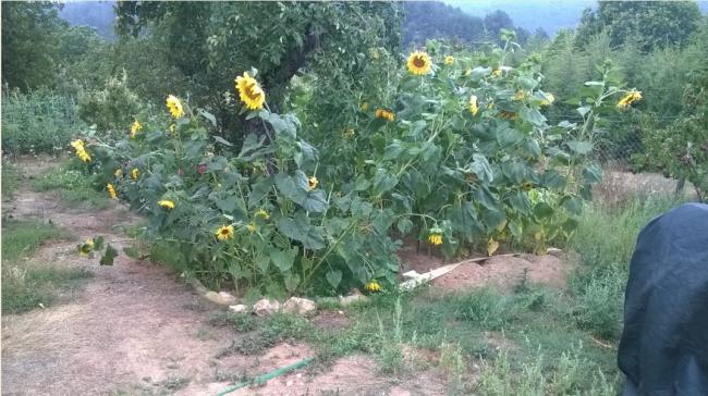 Name:  13.08.2016 - ayiekleri.jpg
Views: 445
Size:  57.5 KB
