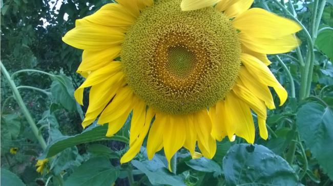 Name:  ayiei ssl kokona -13.08.2016.jpg
Views: 547
Size:  47.0 KB