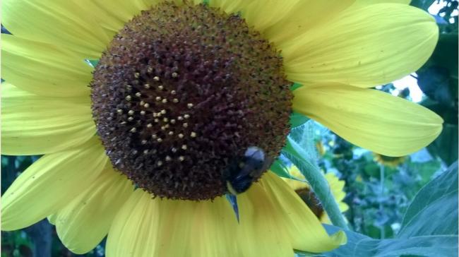 Name:  ayiei kelleecek bumble -13.08.2016.jpg
Views: 500
Size:  36.0 KB