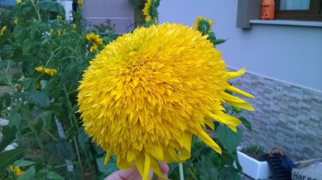 Name:  ayiei bonus kafa 2 -13.08.2016.jpg
Views: 539
Size:  38.6 KB