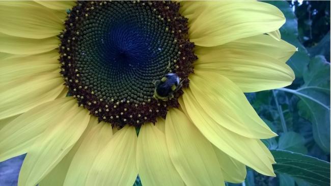 Name: ayçiçeği zayıf bumble reçinel -13.08.2016.jpg
Views: 476
Size: 35.4 KB
