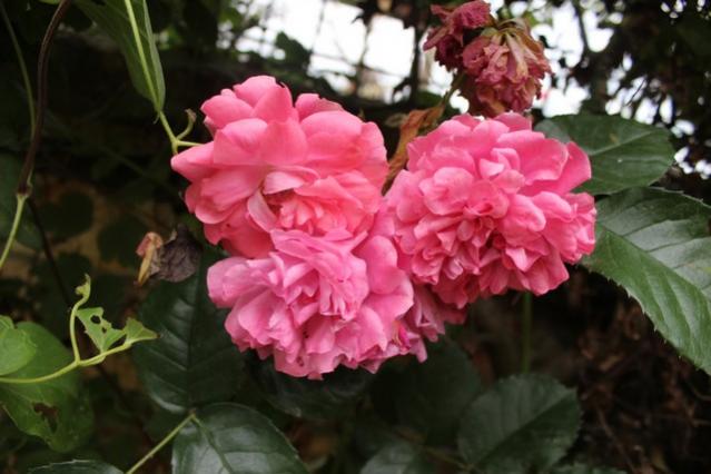 Name:  IMG_3702.jpg
Views: 223
Size:  39.6 KB