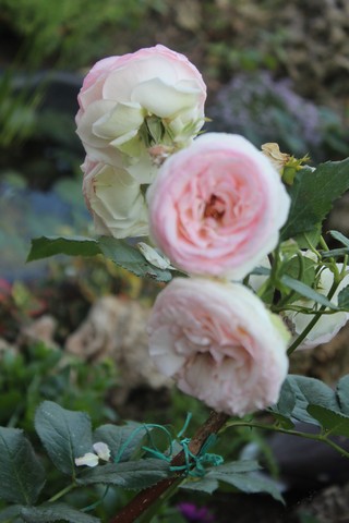 Name:  IMG_3813.jpg
Views: 213
Size:  59.9 KB