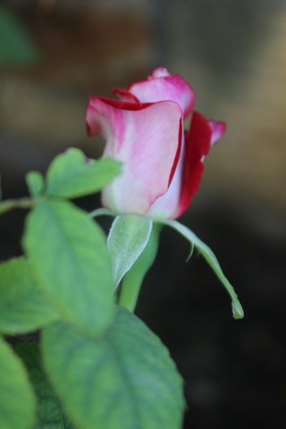 Name:  IMG_3834.jpg
Views: 205
Size:  38.1 KB
