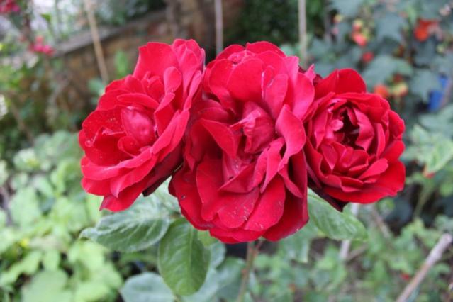 Name:  IMG_3937.jpg
Views: 207
Size:  37.8 KB