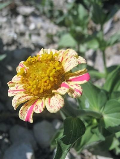 Name:  zinnia.jpg
Views: 698
Size:  30.1 KB