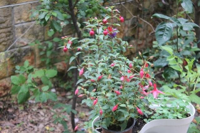 Name:  IMG_3675.jpg
Views: 204
Size:  53.9 KB
