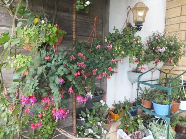 Name:  DSCF8692.jpg
Views: 514
Size:  63.0 KB
