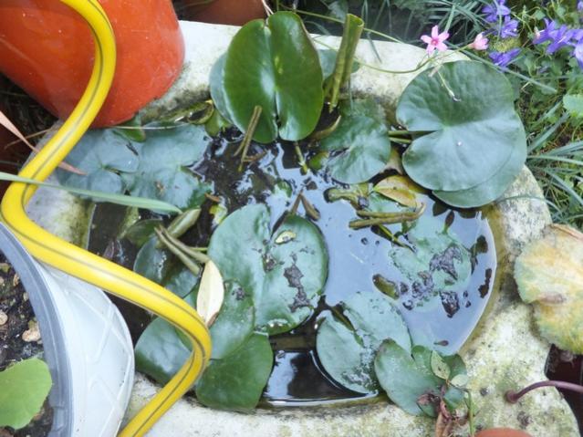 Name:  DSCF8681.jpg
Views: 516
Size:  59.7 KB