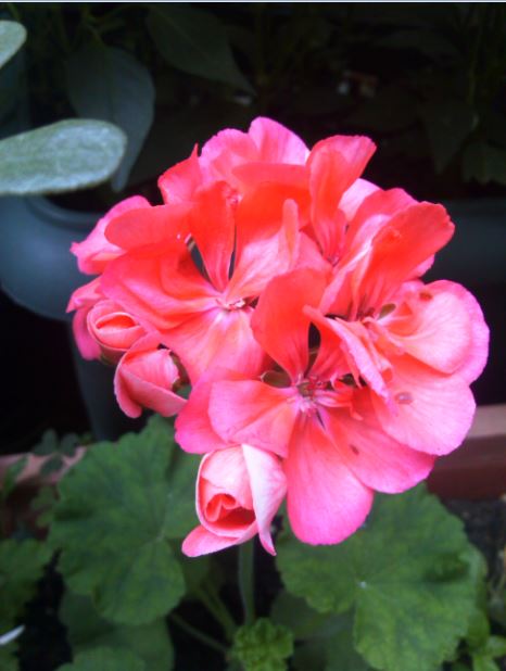 Name:  sr.JPG
Views: 301
Size:  43.2 KB