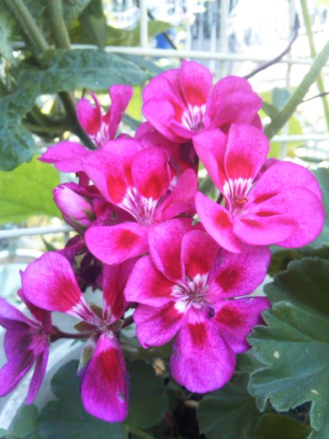 Name:  sr1.JPG
Views: 293
Size:  54.2 KB