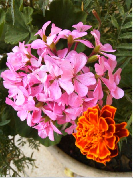 Name:  sr2aa.JPG
Views: 545
Size:  64.7 KB