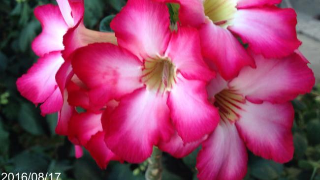 Name:  image.jpg
Views: 520
Size:  29.2 KB