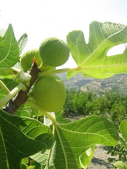 Name:  beyaz incir.jpg
Views: 626
Size:  40.6 KB