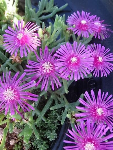 Name:  delosperma1.jpg
Views: 619
Size:  50.8 KB