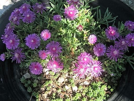 Name:  delosperma.jpg
Views: 589
Size:  67.5 KB