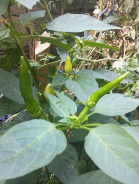 Name:  bir1.JPG
Views: 431
Size:  57.5 KB