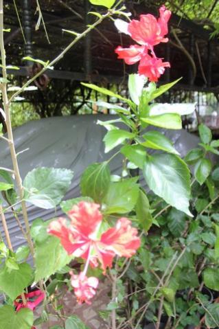 Name:  IMG_4115.jpg
Views: 442
Size:  34.4 KB