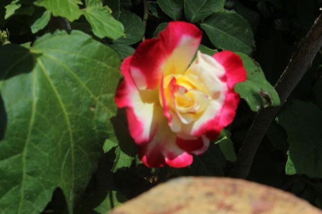 Name:  IMG_3977.jpg
Views: 434
Size:  28.9 KB