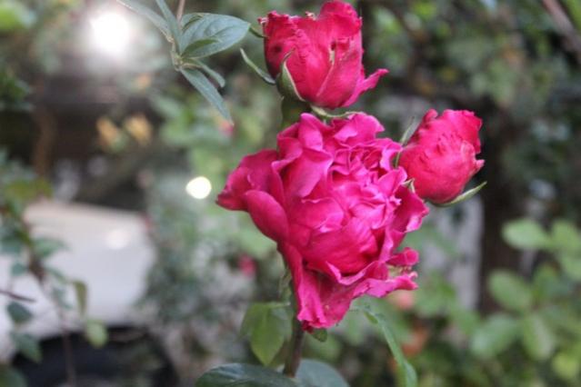 Name:  IMG_3982.jpg
Views: 425
Size:  31.6 KB
