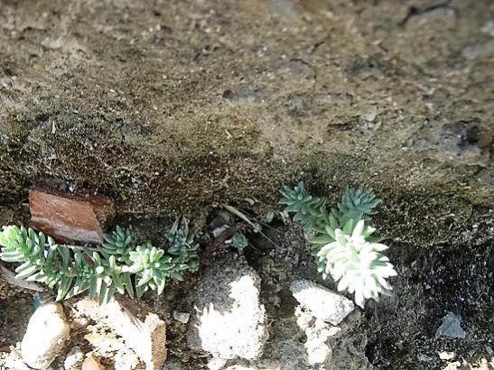 Name:  sedum r..jpg
Views: 535
Size:  65.1 KB