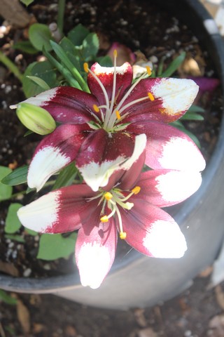Name:  IMG_4198.jpg
Views: 408
Size:  65.4 KB