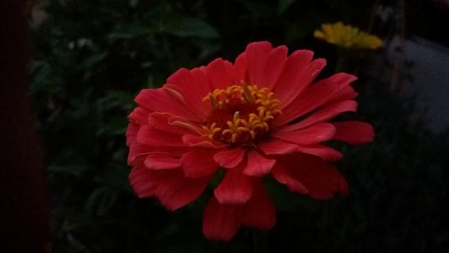 Name:  25082016perzinnia.jpg
Views: 527
Size:  17.2 KB