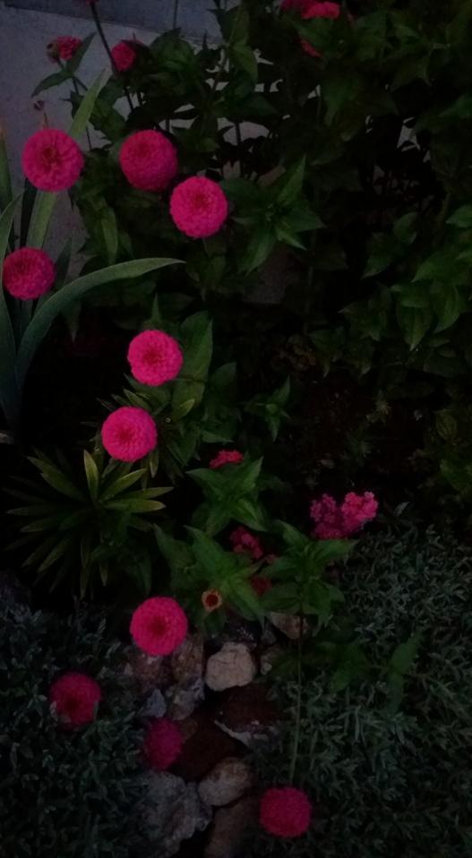Name:  25082016perzinnia2.jpg
Views: 521
Size:  48.8 KB