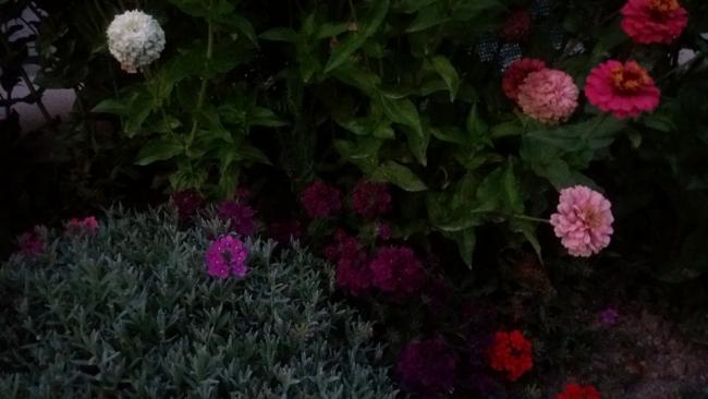 Name:  25082016perzinnia3.jpg
Views: 529
Size:  30.7 KB