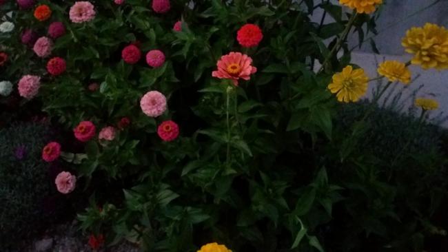 Name:  25082016perzinnia4.jpg
Views: 517
Size:  29.1 KB