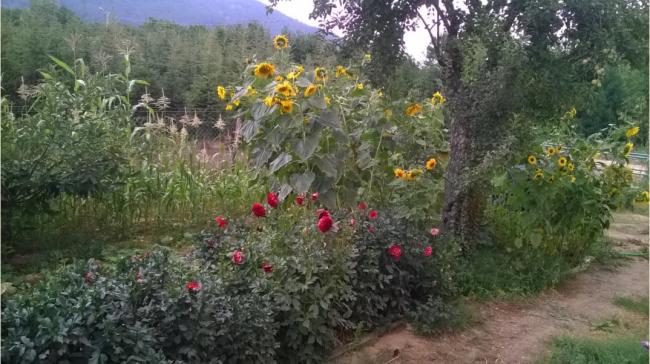 Name:  ayiei - msr - dahliya 20.08.2016.jpg
Views: 458
Size:  54.1 KB