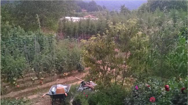 Name:  bahe 20.08.2016.jpg
Views: 446
Size:  54.1 KB